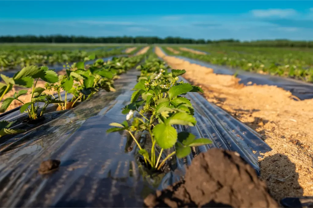 Toprak Altı Damlama 9