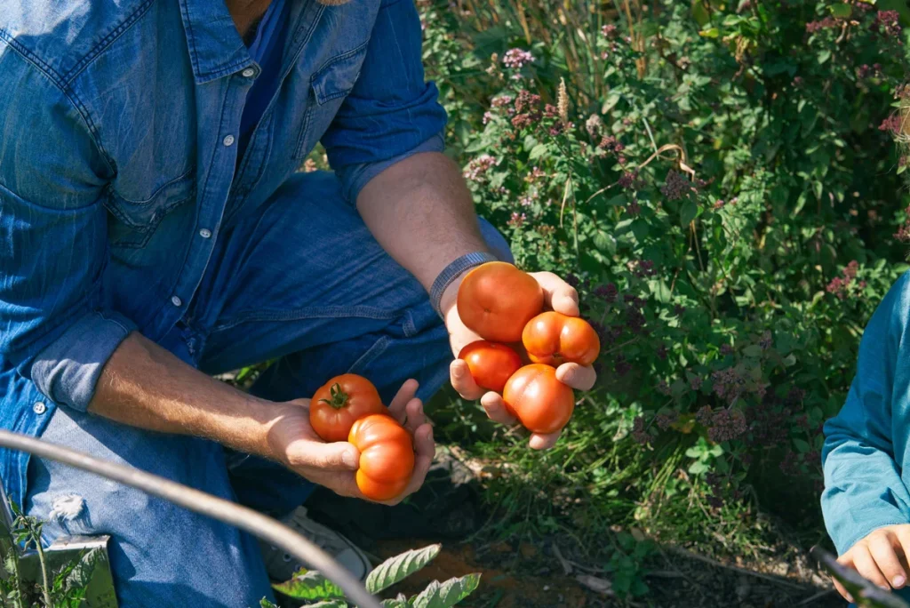 Domates Sulama Sıklığı